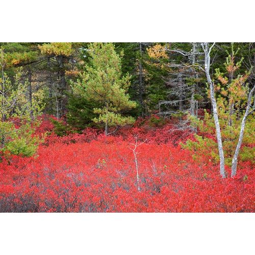 Maine Red blueberry bushes in Acadia National Park